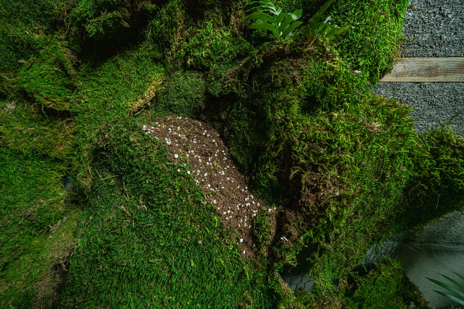 Detail: moss